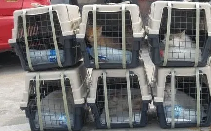 猫咪办理火车托运需要什么