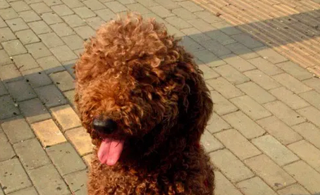 今日分享:巨型贵宾犬不乱叫训练方法 今日分享:巨型贵宾犬不乱叫训练方法
