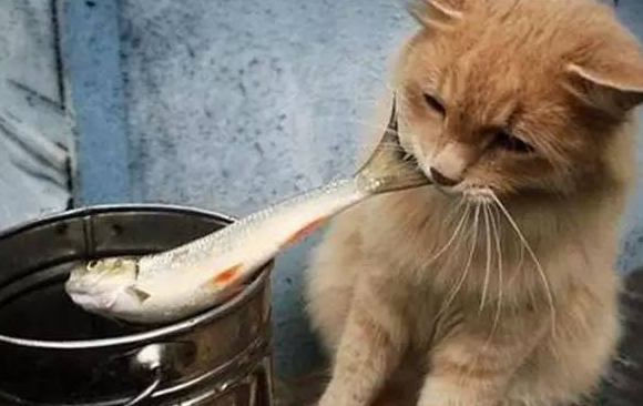 宠物猫吃活鱼好吗