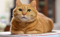 中华田园猫的智商