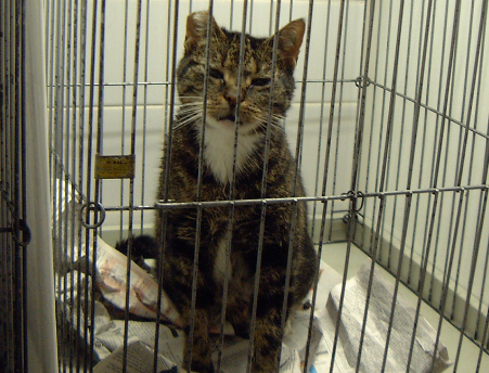猫到新家关笼子多久