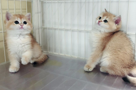 天津靠谱的猫舍 天津靠谱的猫舍