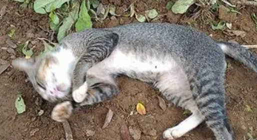 猫咪死了为什么不能埋在家里