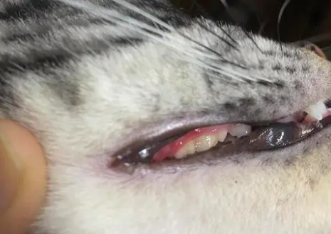 猫咪牙齿流血因为什么引起的
