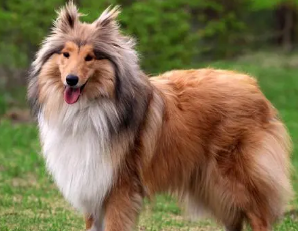 苏格兰牧羊犬感冒吃什么药？来看看吧