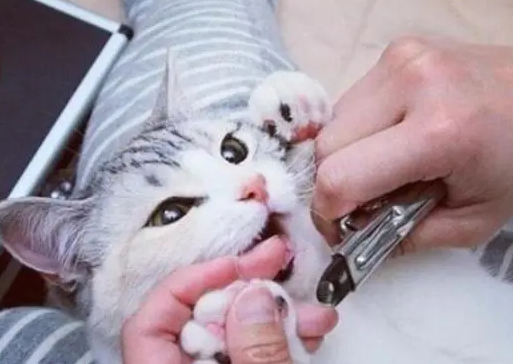猫咪指甲为什么需要磨掉