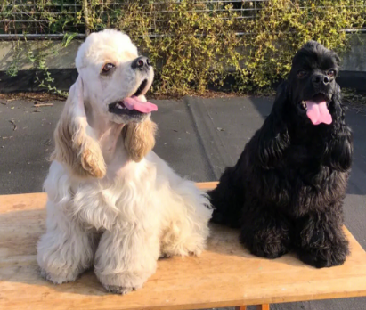 美国可卡犬智商排名高吗?说了你别不信