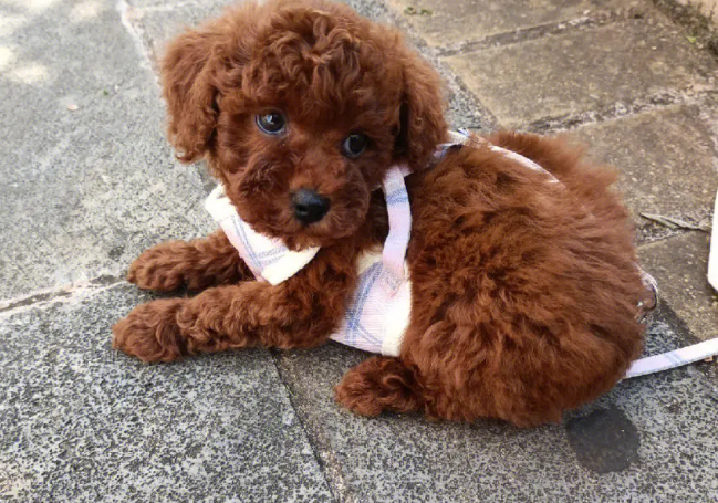贵宾犬品种有哪些？一起来了解一下~