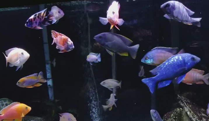 三湖慈鲷多大可以繁殖?还得看品种 三湖慈鲷多大可以繁殖?还得看品种