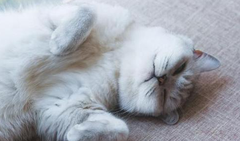 猫身上一抖一抖的抽搐怎么办