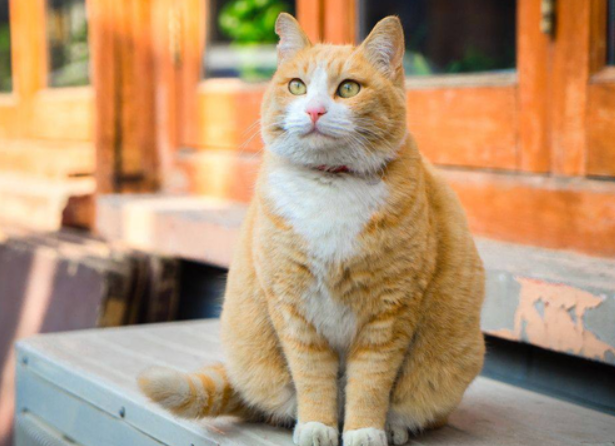 短腿橘猫是什么品种?快来看看吧~ 短腿橘猫是什么品种?快来看看吧~