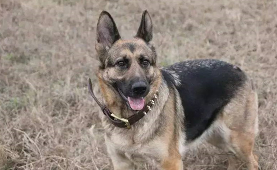 比利时特伏丹犬中暑怎么办?不能忽视 比利时特伏丹犬中暑怎么办?不能忽视