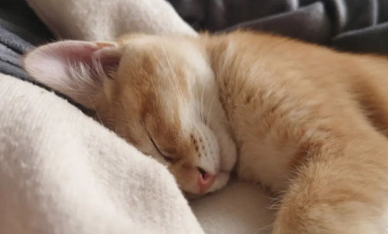 猫咪睡觉脚抖正常吗 猫咪睡觉脚抖正常吗