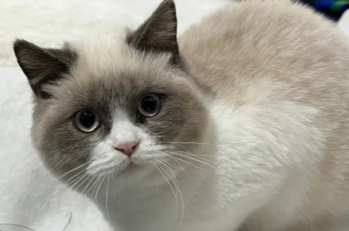 重点色短毛猫过敏有什么症状？小编来给你好好讲讲。