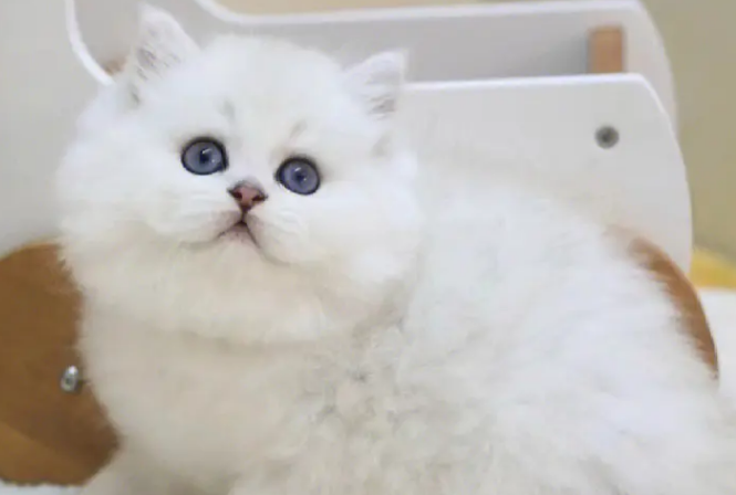 金吉拉猫眼睛受伤怎么处理？来get下吧