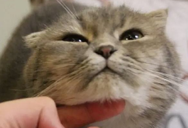为什么抓猫咪下巴它头会抖