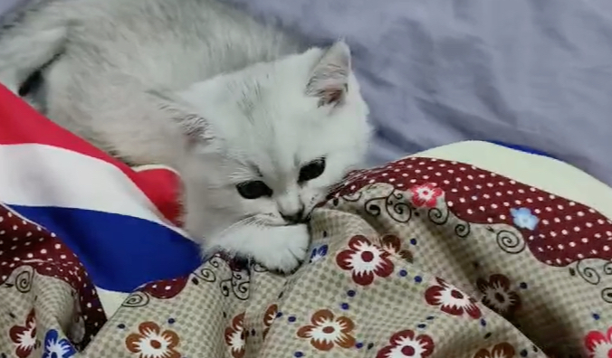 猫咪为什么咬着被子不松口