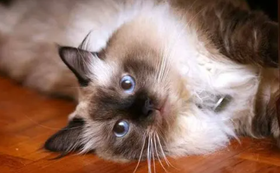 带你了解一下,伯曼猫尿结石怎么办? 带你了解一下,伯曼猫尿结石怎么办?