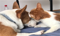 猫咪给狗狗舔毛是什么意思