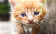 北京寻猫团队是指什么