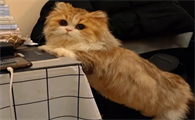 米努特猫为什么不建议买