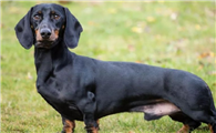 两个月腊肠犬怎么养？怎么才能养好腊肠犬？