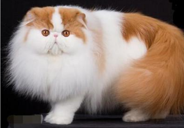 哪里买猫比较正规
