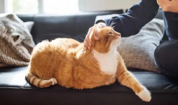 自从养了猫运气就一直不好 自从养了猫运气就一直不好