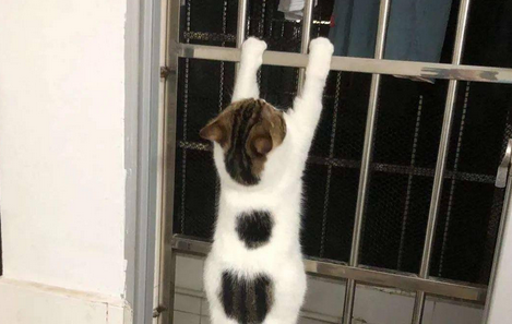 猫咪喜欢翻窗怎么办