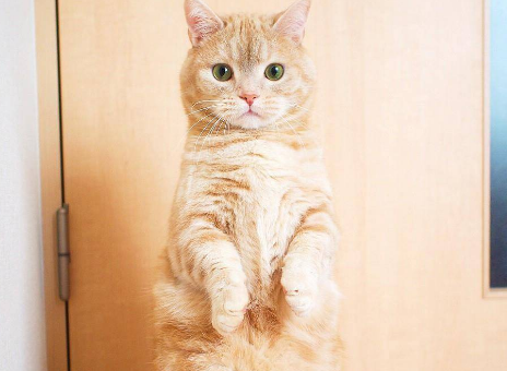 猫咪为什么并拢双脚呢