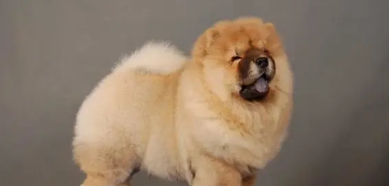 今日科普:松狮犬皮肤病怎样治疗最有效? 今日科普:松狮犬皮肤病怎样治疗最有效?