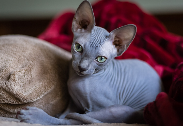 斯芬克斯猫认主人吗