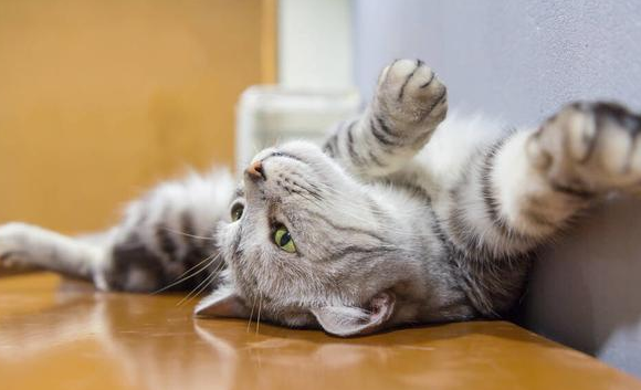 猫咪为什么比较活泼呢
