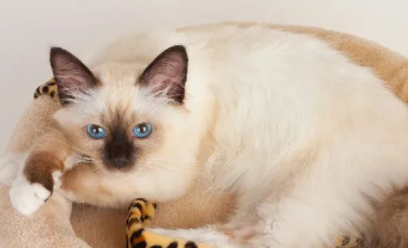 伯曼猫吃什么?什么东西适合它? 伯曼猫吃什么?什么东西适合它?