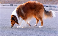 苏格兰牧羊犬吃什么对牙好?本文可以告诉你