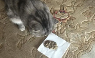猫咪吃猫咪爱为什么吐了