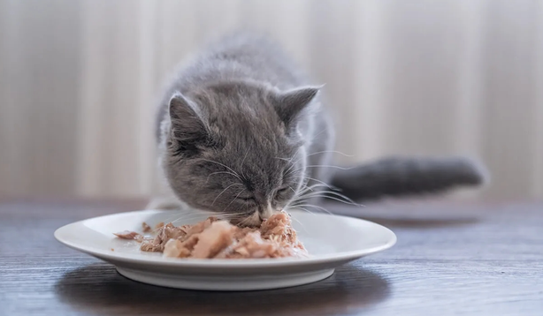 猫咪为什么吃东西不吐食物呢