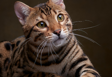 豹猫不能吃什么？这些东西不要给它吃。