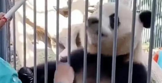 拍打一下就丢饭碗，这熊猫比爷爷奶奶都金贵？