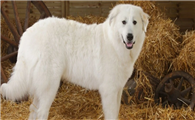 大白熊犬性格怎么样？答案揭晓
