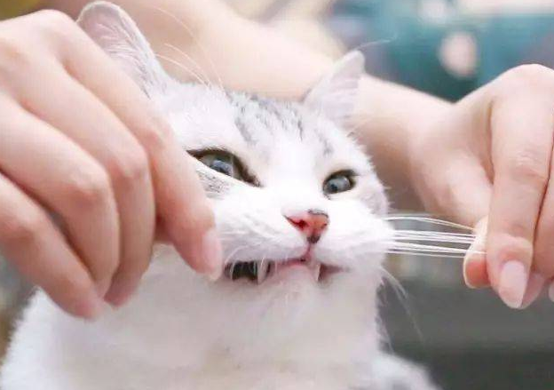 猫咪胡子会痛吗为什么呢