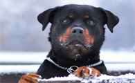 罗威纳犬得了牙结石怎么办？看这里