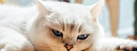 猫听得懂人说话吗 猫听得懂人说话吗