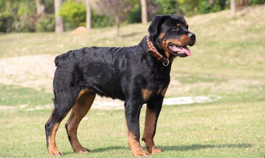 马犬幼犬的正确饲养方法,你了解吗? 马犬幼犬的正确饲养方法,你了解吗?