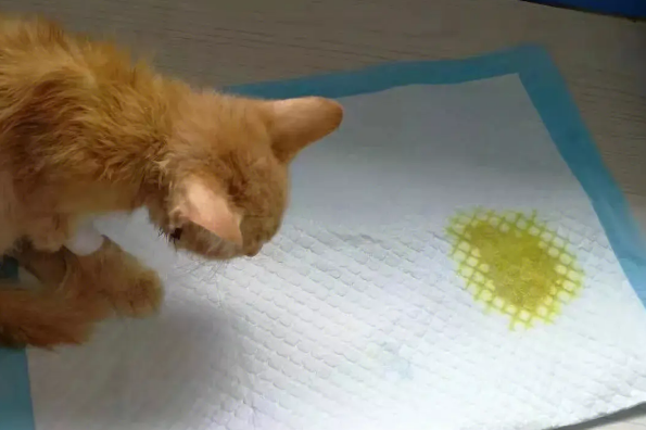 为什么猫咪尿黄色液体
