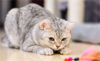 新手养猫怎么养