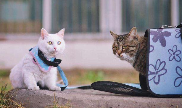 为什么厂里不让养猫咪呢