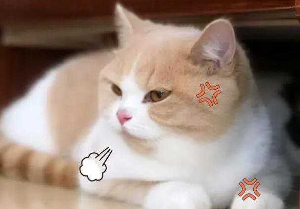 猫在家搞破坏