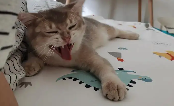 猫咪睡醒为什么会甩头