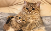 近亲繁殖的猫长大后